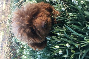 Stefanie-Schapp-Beanie-Boo-amongst-the-snowdrops