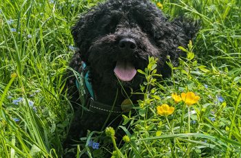 Stevie in the meadow by Kirsty Minnis
