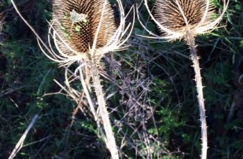 Teasels Cindy Lea