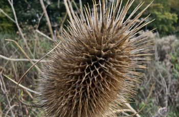 Teasle by Donna E