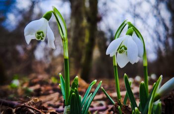 Teresa Pietropaolo Vibrant Snowdrops