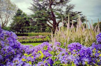 The Great Cedar Gemma Bunting