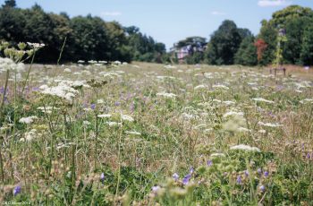 The Meadow By Alan Winter