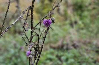 Thistle by Alfie Collins