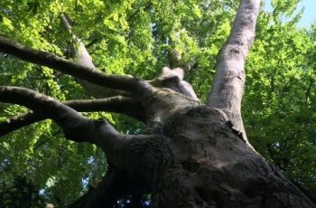 Tree Canopy Cindy Lea