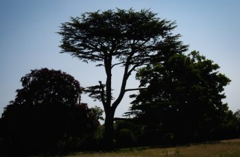 Tree silhouettes by Helen Pocock