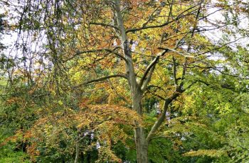Trees 2 by Rita Egan