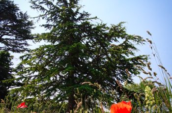 Trees among the poppies by Helen Pocock