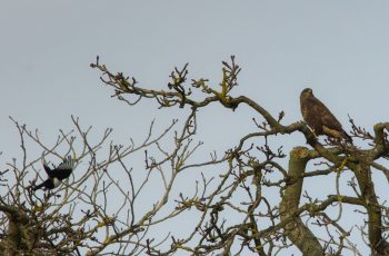 Treetops By Bonny Haughey