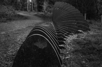 Tremors in the Park Taken in the Woodland Walk by Maria Wheatley