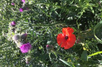 Trina Cooke Poppy Amongst The Thorns