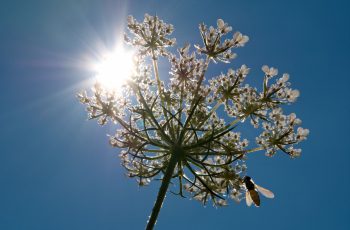 Umbellifer Flower By Helen Pocock