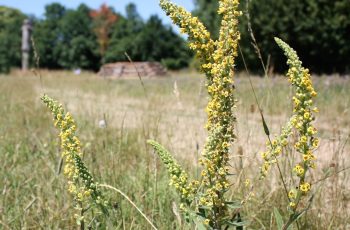 Verbascum By Alan Winter