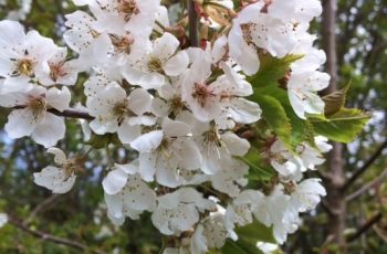 White Blossom Cindy Lea