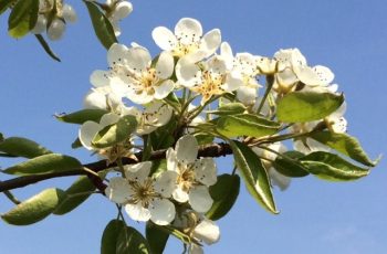 White Pear Blossom In The Sunshine By Cindy Lea