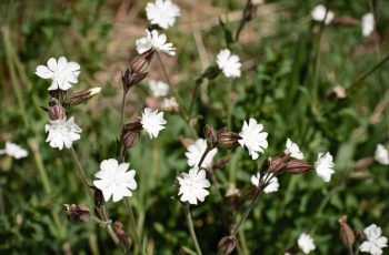 White campion Helen Pocock