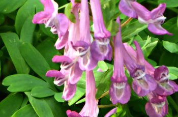 Wild Pink Flower In The Woods By Rita Egan