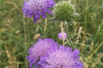 Wildflowers Lisa Basham 1