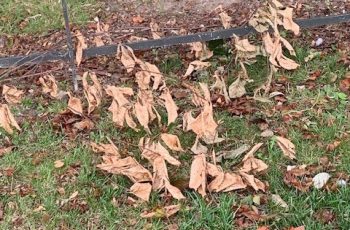 Wind Torn Branch with Leaves by Carol Butler