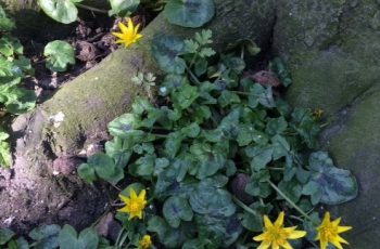 Winter Aconites By Cindy Lea