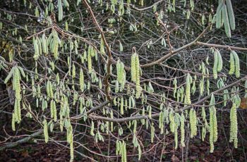 Winter Catkins By Helen Pocock