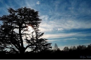 Winter Tree Silhouette By Joe Wallis