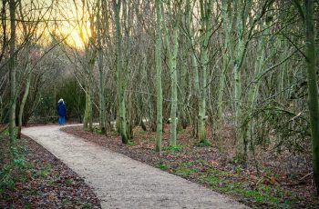 Winter Tree Walk By Helen Pocock