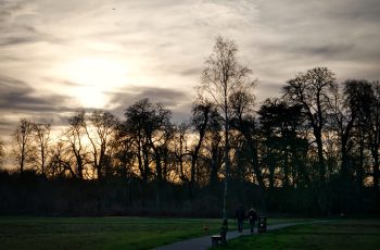 Winter Trees At Sunset By Helen Pocock