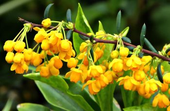 Yellow Blossom Rita Egan